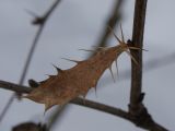 Berberis vulgaris. Колючка листового происхождения, сохранившая часть листовой пластинки. Санкт-Петербург, Старый Петергоф, парк \"Сергиевка\". 22.02.2009.