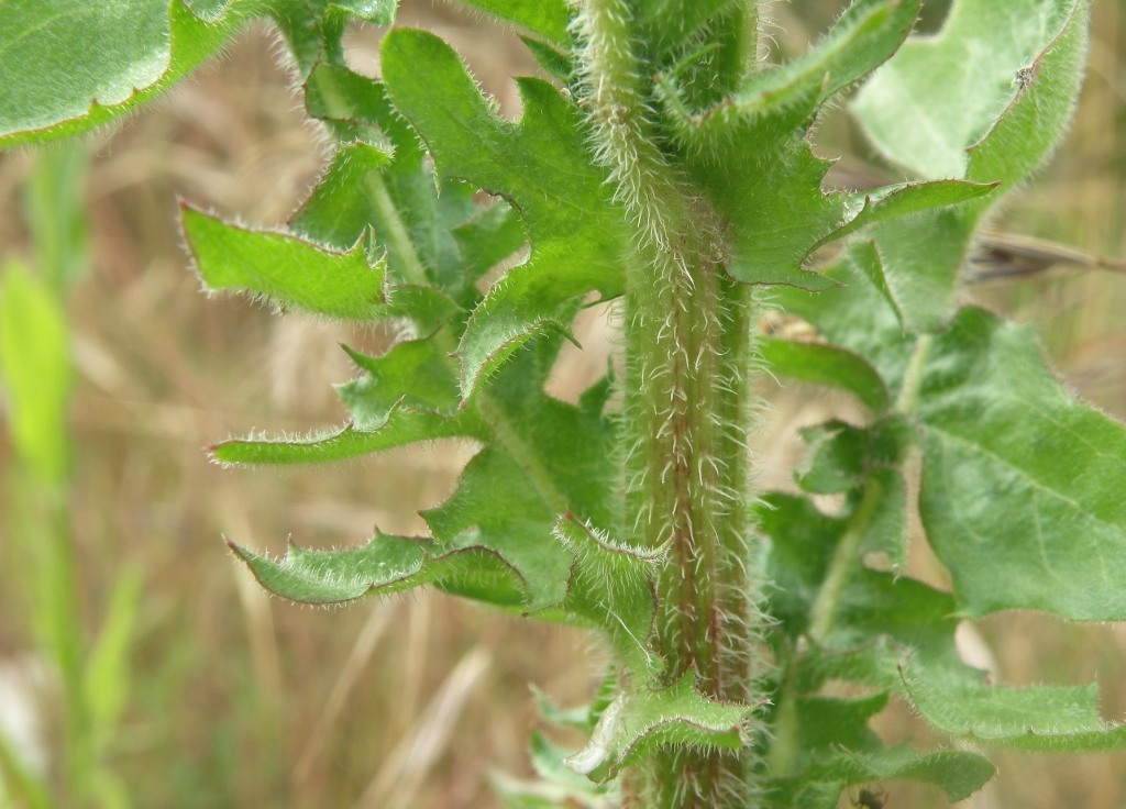 Image of Crepis foetida specimen.