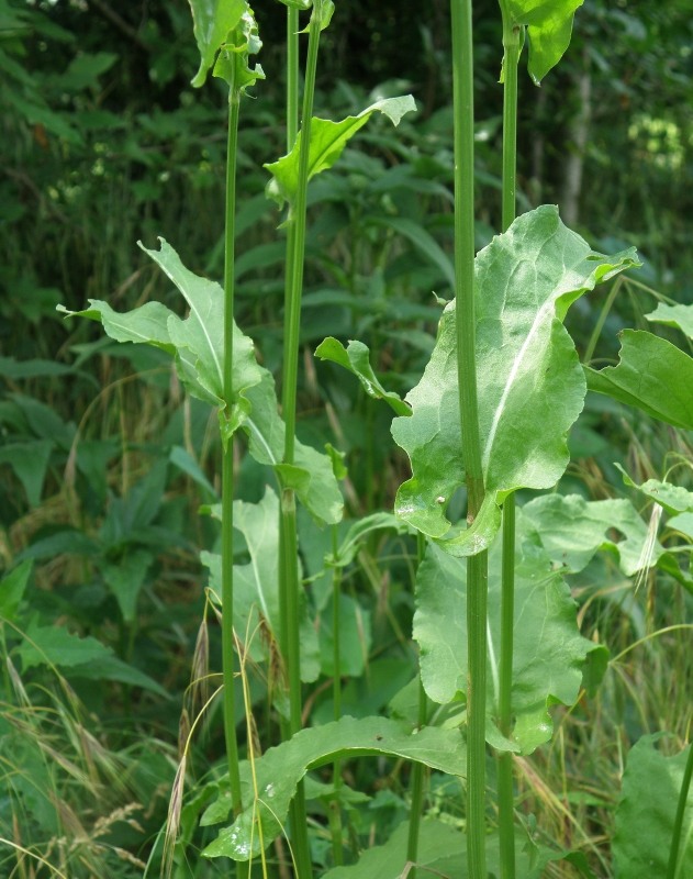 Image of Rumex acetosa specimen.