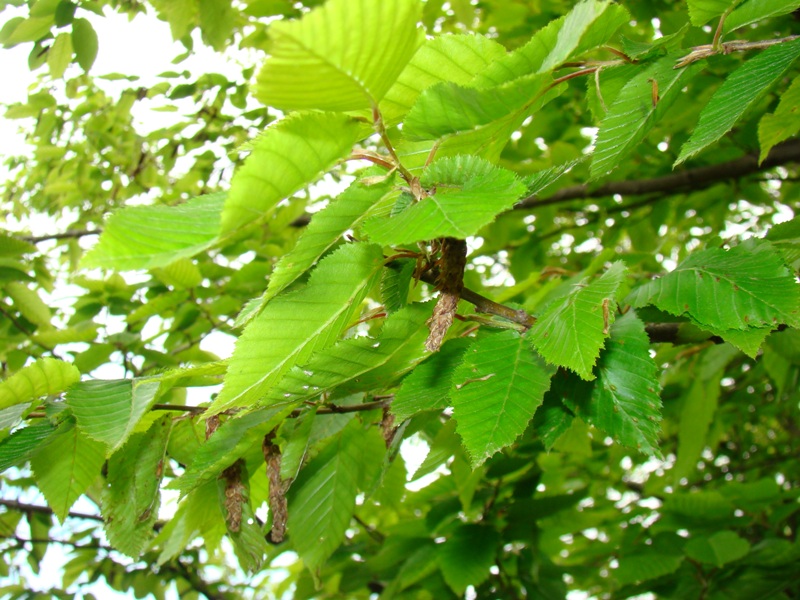 Изображение особи Carpinus orientalis.