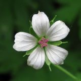 Geranium sibiricum