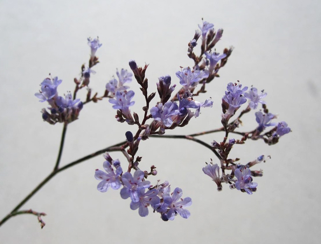 Image of Limonium gmelinii specimen.