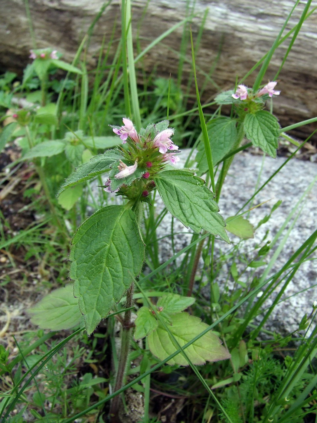 Изображение особи Galeopsis tetrahit.