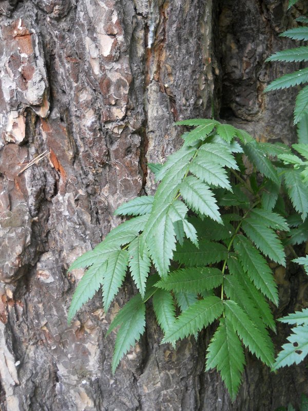 Image of Sorbus sibirica specimen.