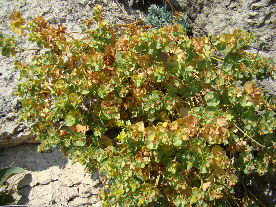 Image of Euphorbia petrophila specimen.