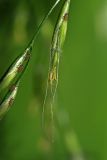 Festuca gigantea. Колосок. Республика Татарстан, Волжско-Камский заповедник, пойма р. Сумка. 10.07.2011.