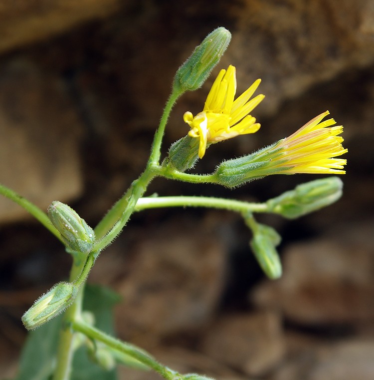 Изображение особи Steptorhamphus crassicaulis.