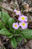 Primula vulgaris