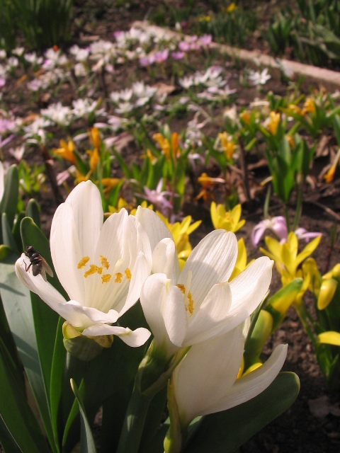 Изображение особи Sternbergia candida.