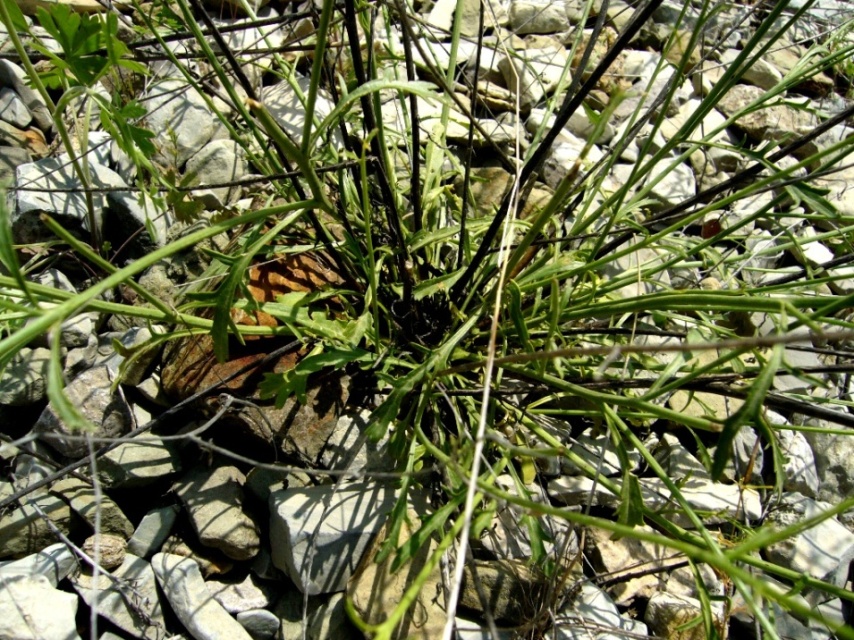 Изображение особи Scrophularia scoparia.