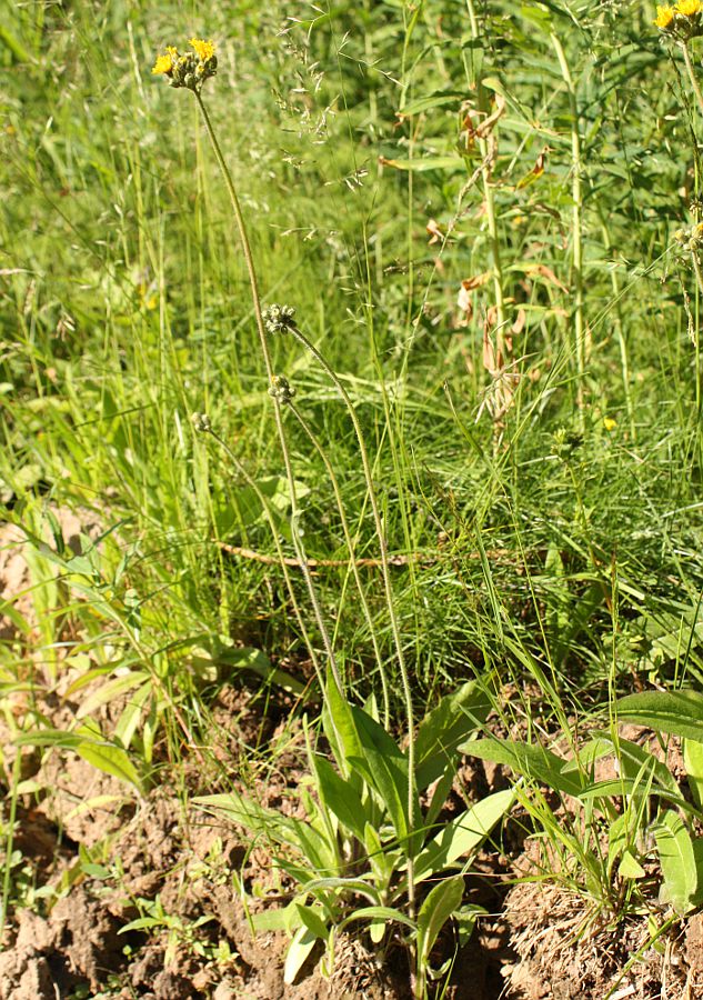 Image of Pilosella caespitosa specimen.