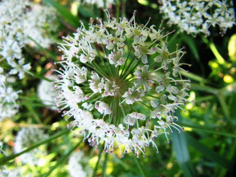 Изображение особи Sium latifolium.