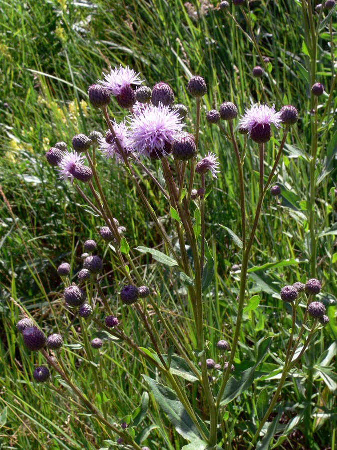 Image of Cirsium setosum specimen.