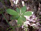 Trientalis europaea