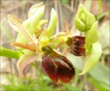 Ophrys mammosa subspecies caucasica