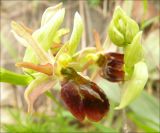 Ophrys mammosa subspecies caucasica. Цветки. Черноморское побережье Кавказа, Новороссийск, у мыса Шесхарис. 17 апреля 2010 г.