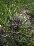 Iris pontica