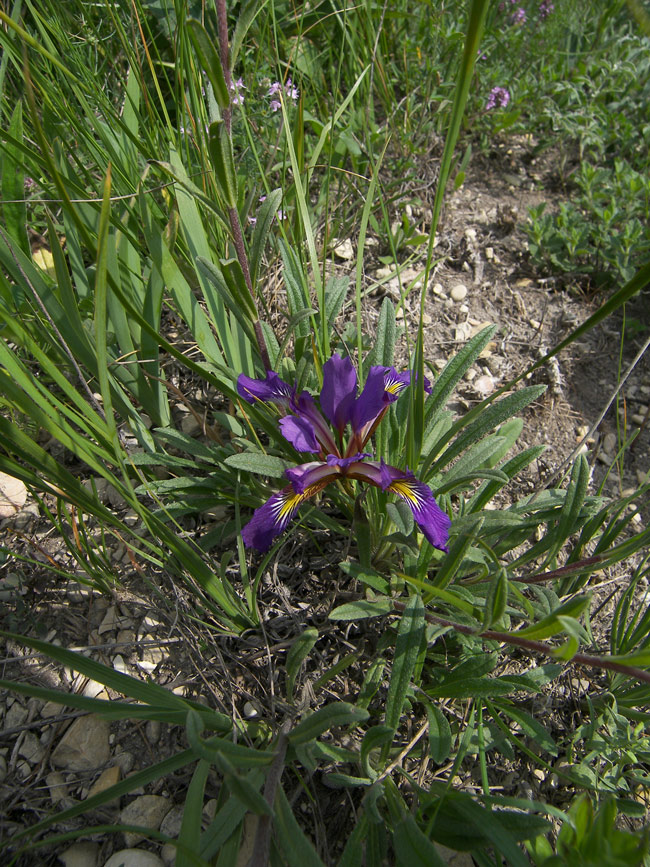 Изображение особи Iris pontica.