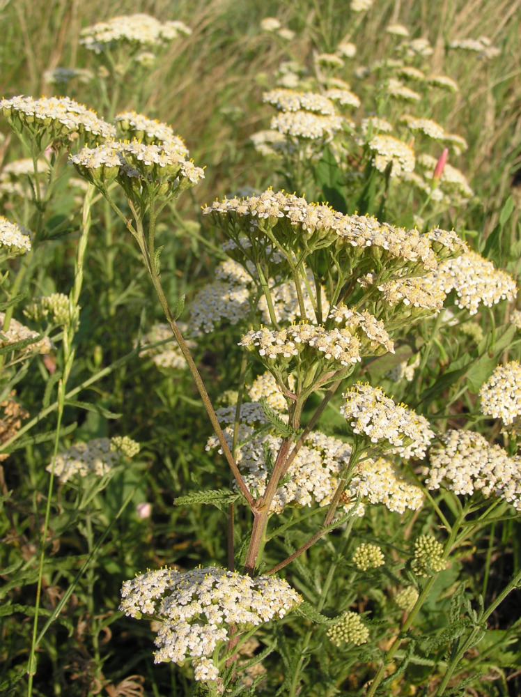 Изображение особи Achillea setacea.