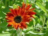 Helianthus annuus. Верхушка цветущего растения (декоративная форма \"Красный подсолнух\"). Московская обл., дачный участок. 21.08.2003.
