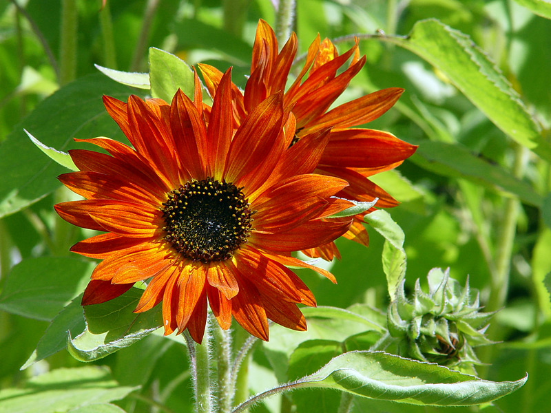 Изображение особи Helianthus annuus.