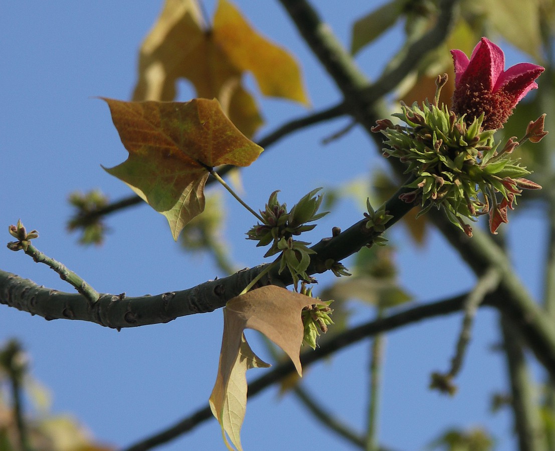 Изображение особи Brachychiton discolor.