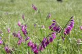 Gladiolus imbricatus