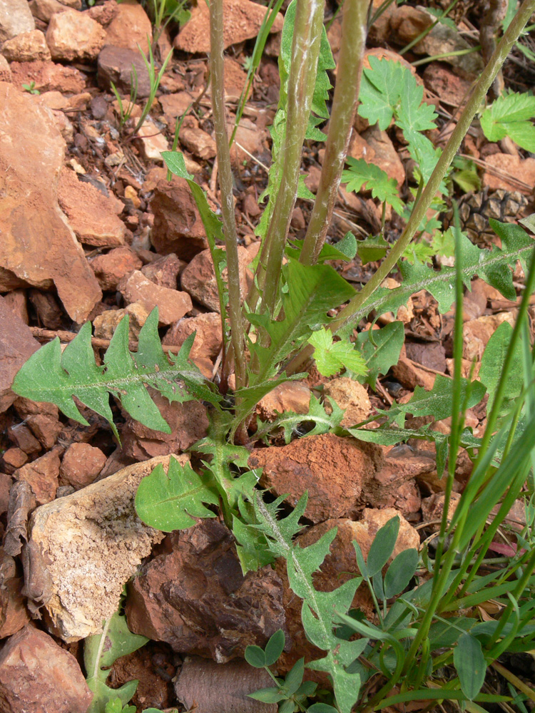 Изображение особи Taraxacum marklundii.