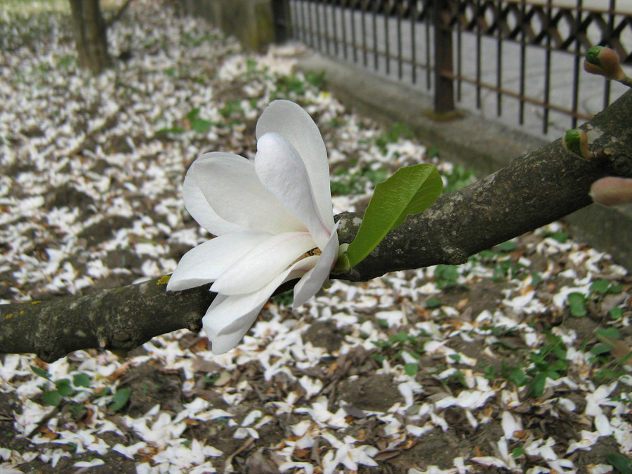 Image of Magnolia &times; loebneri specimen.