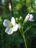 Cardamine pratensis. Соцветие (диаметр цветка - около 1 см). Ленинградская область, опушка леса недалеко от реки. 1 июня 2008 года.