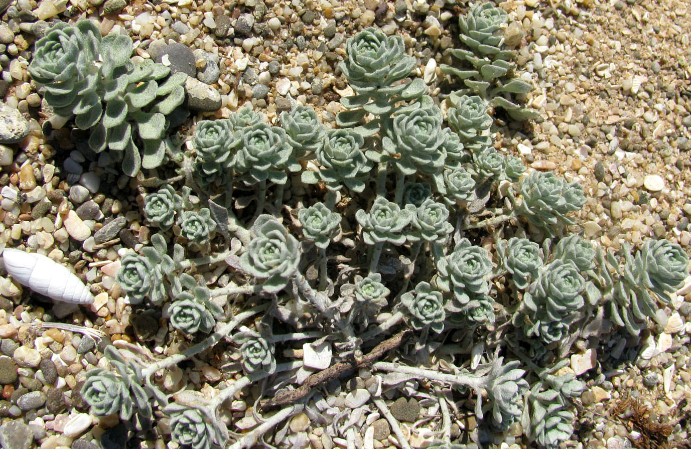 Image of Odontarrhena borzaeana specimen.