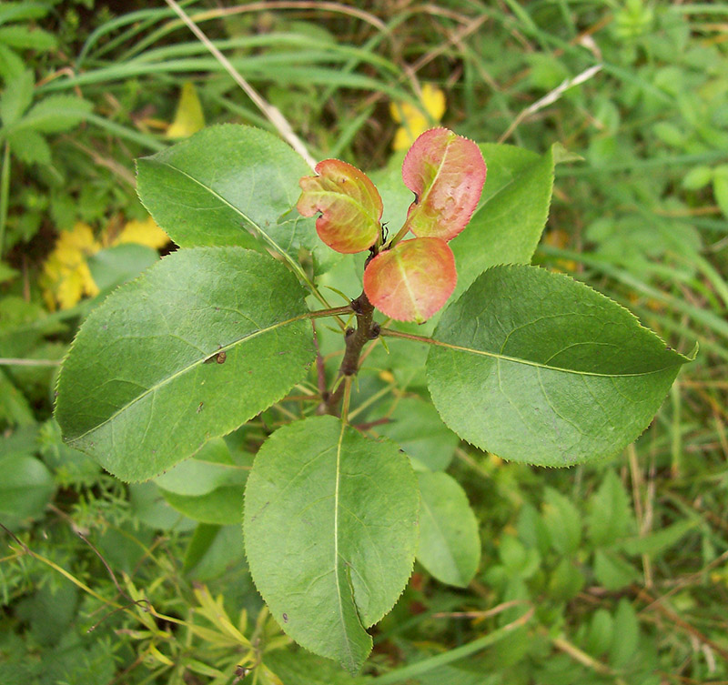 Image of Pyrus pyraster specimen.