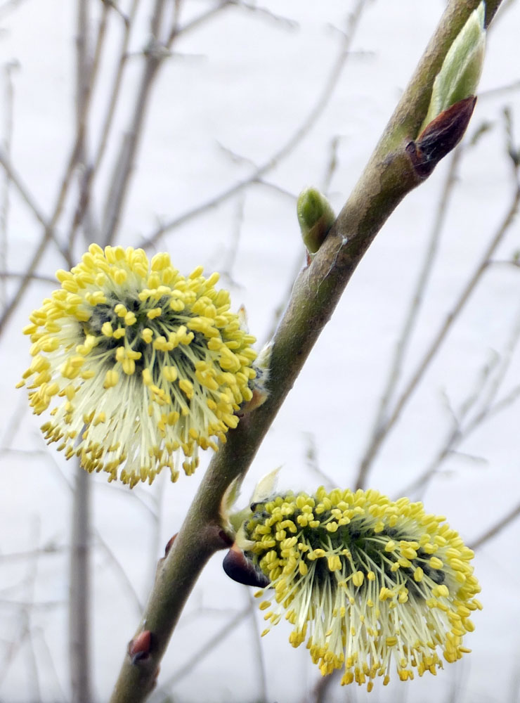 Изображение особи Salix phylicifolia.