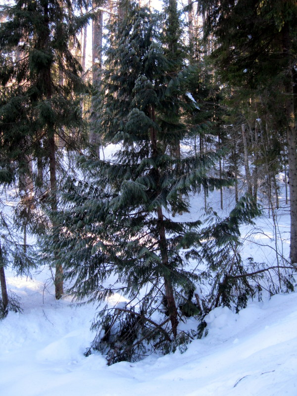 Image of Thuja plicata specimen.