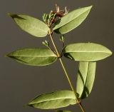 Lonicera acuminata. Верхушка побега с отцветшими соцветиями и листья (обратная сторона). Германия, г. Кемпен. у забора. 05.06.2012.