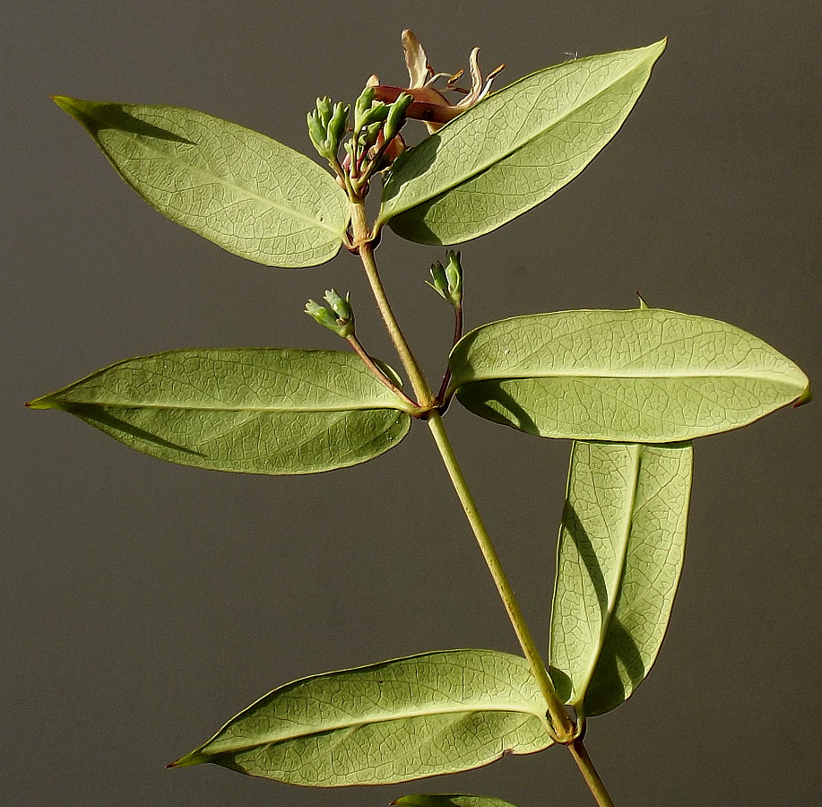 Изображение особи Lonicera acuminata.