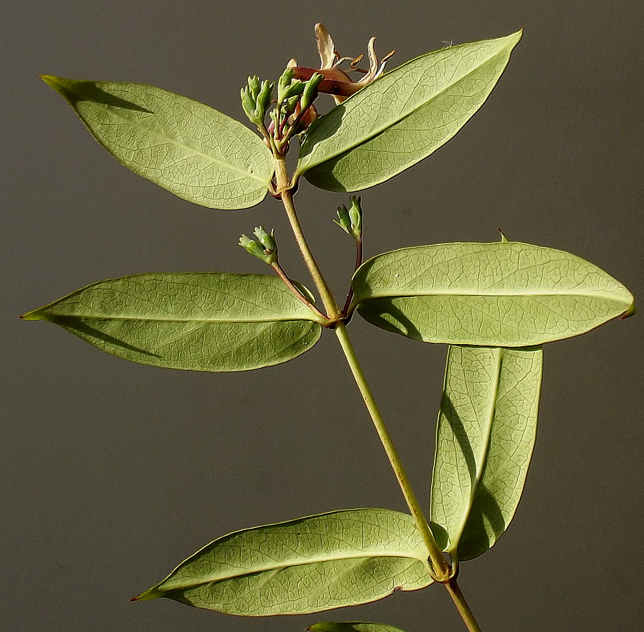 Image of Lonicera acuminata specimen.