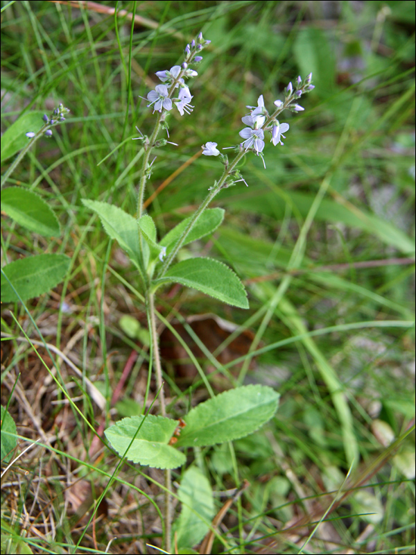 Image of Veronica officinalis specimen.
