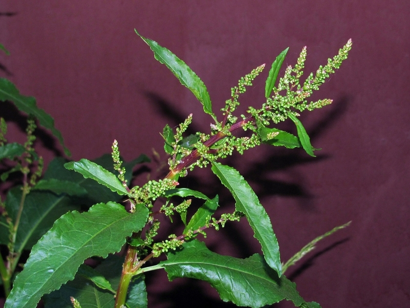 Изображение особи Rumex obtusifolius.