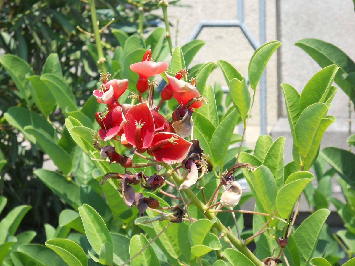 Image of Erythrina crista-galli specimen.