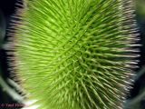 Dipsacus fullonum