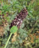 Sanguisorba officinalis