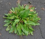 Plantago depressa. Плодоносящее растение. Комсомольск-на-Амуре. 20.07.2012.