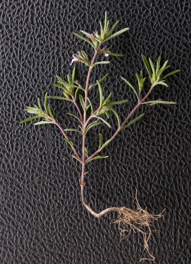 Image of Satureja hortensis specimen.