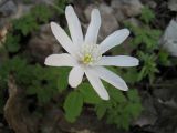 Anemone altaica