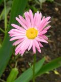 Pyrethrum coccineum. Соцветие. Подмосковье, г. Одинцово, клумба. Июнь 2012 г.