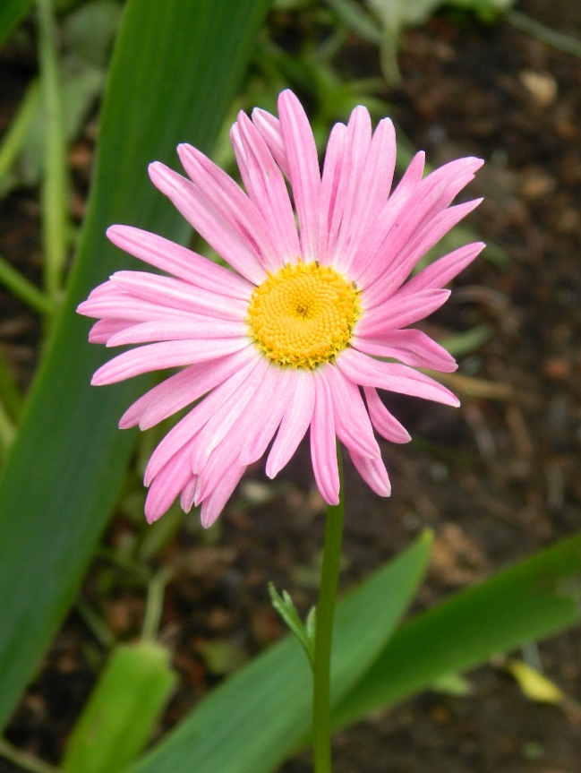 Изображение особи Pyrethrum coccineum.