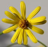 Senecio inaequidens