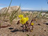 Tussilago farfara. Цветущее растение на песчаном пляже. Санкт-Петербург, Петергоф, берег Финского залива. 08.05.2012.