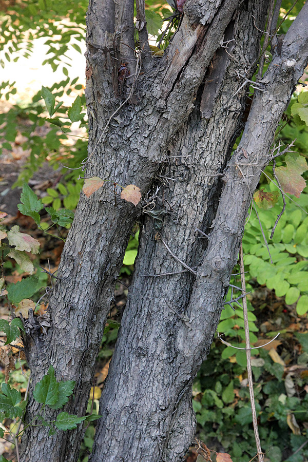 Image of Crataegus lauta specimen.